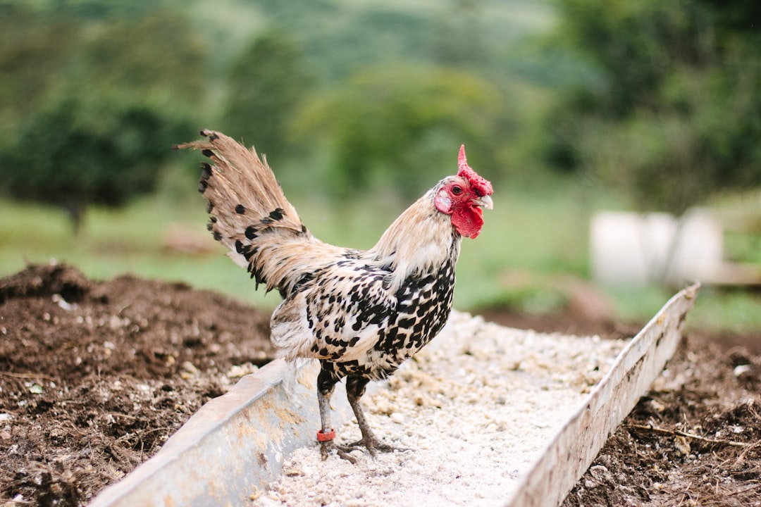 Photo Green chicken