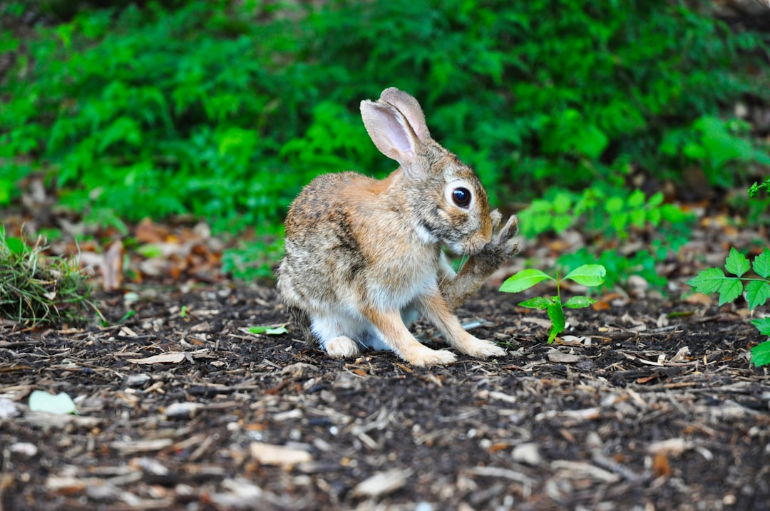 Photo Playboy Bunny